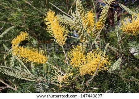 West Australian native wild flower grevillea species  cultivar with distinctive spiky flowers  in winter bloom attracts birds and bees to the home garden or bush lands.