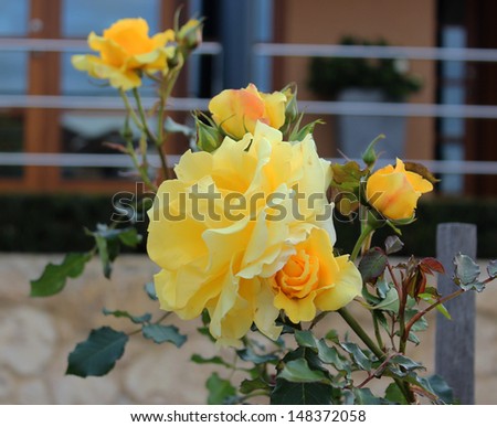 Romantic yellow  hybrid tea rose   fully blown  blooming in late winter  adding fragrance and color to the bare winter garden scape