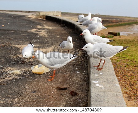 Graceful white sea gulls  on the concrete parking area ledge of the Leschenault estuary at Australind  western Australia on a cloudy afternoon in late winter with  a feed of rice .