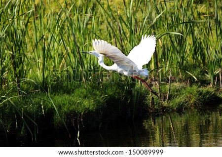Lovely white Australian egret flying off from the cool lake  after catching a feed of fish in the early morning.