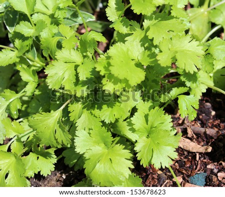 Dainty circular leaves of Coriander sativum plant  chinese parsley or cilantro add a piquant flavour to many culinary dishes and is an essential plant in the annual herb garden.