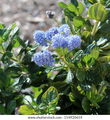 Fluffy tiny  mid blue flower heads of ceanothus thyrsifolia in glorious bloom in early spring is a delightful sight in the shrub garden.