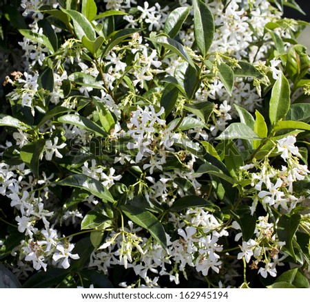 Beautiful white scented blooms of jasmine species  contrasted against green leaves adds delightful perfume to the garden  in spring.