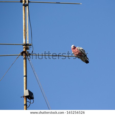 An opportunistic Australian pink and grey galah perched on a TV antenna in a suburban street on a very windy afternoon in early summer.