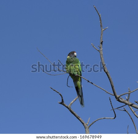 A juvenile newly  feathered Australian Ringneck (Barnardius zonarius)  a parrot native to Australia perches in a bare tree enjoying the morning sunshine in summer.