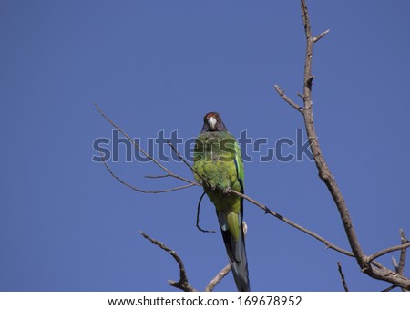 A juvenile newly  feathered Australian Ringneck (Barnardius zonarius)  a parrot native to Australia perches in a bare tree enjoying the morning sunshine in summer.