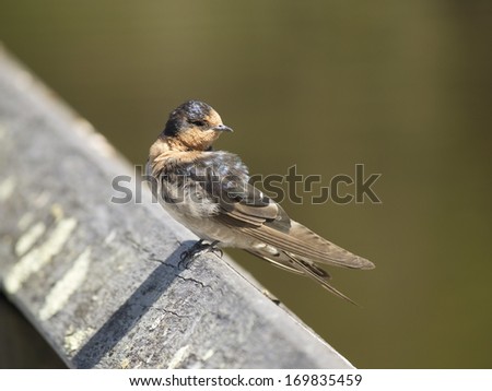 A dainty delightful  little welcome swallow hirundo neoxena  a passerine bird perching on a wooden rail in afternoon sunshine in summer is busy preening its tiny feathers with its pointed beak.