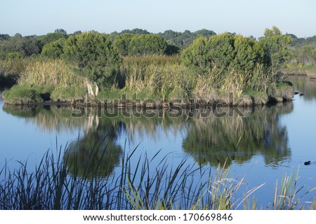 Reflections in the early morning light of the  calm peaceful blue  lake  at Big Swamp, Bunbury,Western Australia, as the  sun rises  over the eastern horizon.