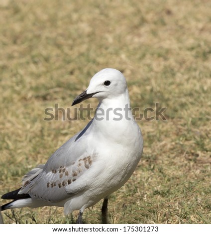 Lovely  graceful white seagull Laridae in the sub-order Lari  standing   in a grassy field at Big Swamp Bunbury Western Australia on a fine sunny summer afternoon.