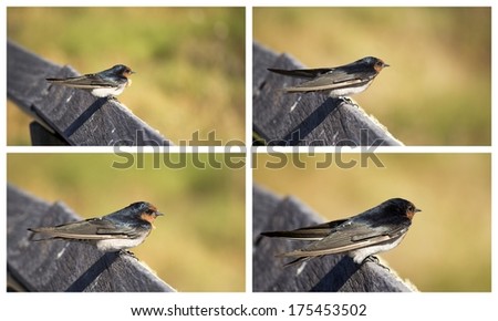 Stunning collage presentation of a dainty delightful  little welcome swallow hirundo neoxena  a passerine bird perching on a wooden rail in afternoon sunshine in summer is inquisitive and shy.