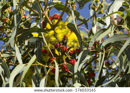 Beautiful ornamental West Australian  Illyarrie   red-capped gum, Helmet nut gum  mallee tree eucalyptus  erythrocorys  in summer  bloom with red capped large buds opening to bright yellow flowers.