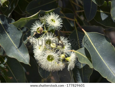 West Australian tall River Red Gum (Eucalyptus camaldulensis) white blossoms  in late summer attract a European wasp to gather sweet nectar from the delicate stamens.
