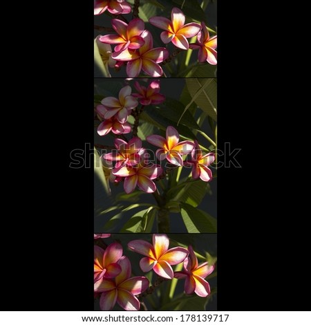 Stunning collage presentation on black background  of beautiful yellowy    pink  scented blooms of exotic tropical  frangipanni species plumeria plumeria  flowering in summer is  gardener\'s delight .
