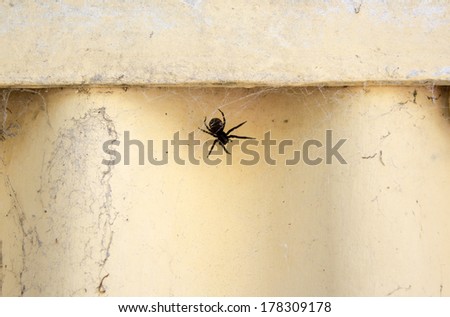 A common black house spider (Badumna insignis)  a  species of cribellate Australian spiders in its web beneath an asbestos cream painted fence on a hot summer afternoon.