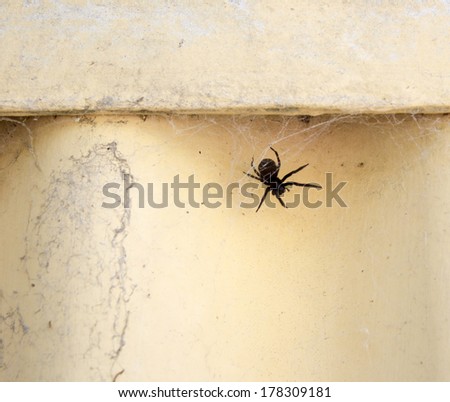 A common black house spider (Badumna insignis)  a  species of cribellate Australian spiders in its web beneath an asbestos cream painted fence on a hot summer afternoon.