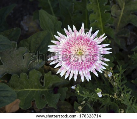 Showy ornamental double deep pink and white   gerbera in glorious  full bloom in   late summer  is a long lasting cut flower for florists\'  bouquets.