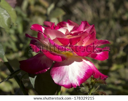 Double Delight Hybrid Tea rose- large double blooms of white to cream heavily flushed and edged carmine to red  being one  of the World\'s favourite roses, inducted into the Rose Hall of Fame in 1985.