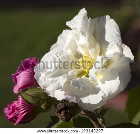 Double showy  pink and white flowers of the  erect, deciduous shrub, Rose of Sharon  shrub althea or Chinese hibiscus producing  colorful, cup-shaped flowers in autumn and summer.