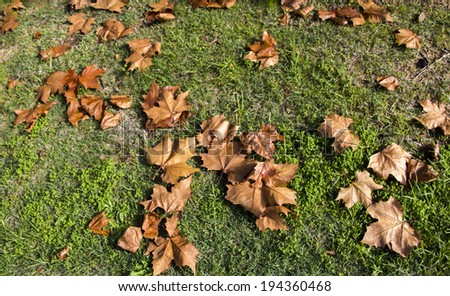 Russet    brown    fallen  sycamore   leaf  foliage of deciduous trees in autumn   add color to the garden and park land scape as the leaves fall carpeting the green grassy lawn   below.