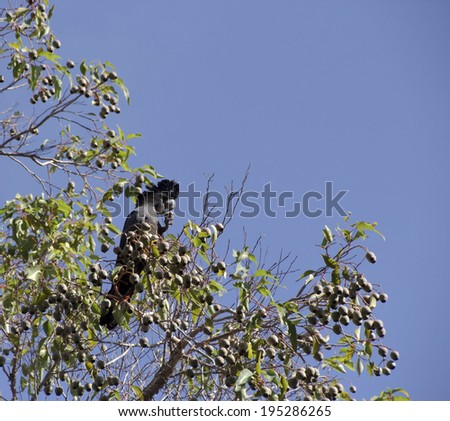 Carnaby\'s Black Cockatoo,  Carnaby\'s Cockatoo or Short-billed Black Cockatoo Calyptorhynchus latirostris, a large black cockatoo native to western Australia eating gum nuts in a marri tree in  autumn.