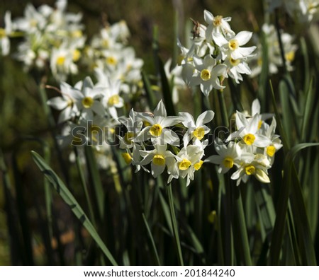 Glorious nodding heads of Narcissus  jonquilla tazetta  common garden Jonquil is a hardy spreading bulb with white petals and yellow cup flowering in mid  winter heralding  the spring season.