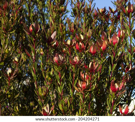 Showy bright  red and yellow inflorescences of leucadendron protaceae species in bloom in late winter  add color to the landscape for many weeks.