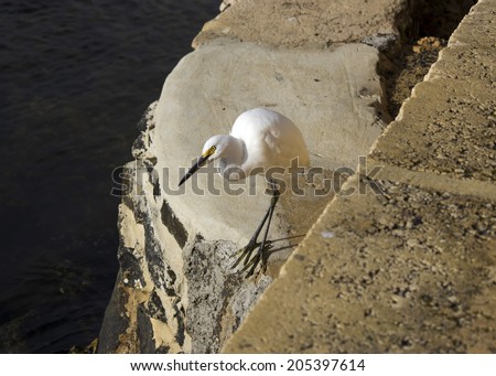 A beautiful graceful  white   Australian Great Egret (Ardea alba) is standing on the rock ledge wall of the Estuary looking for small fish to catch.