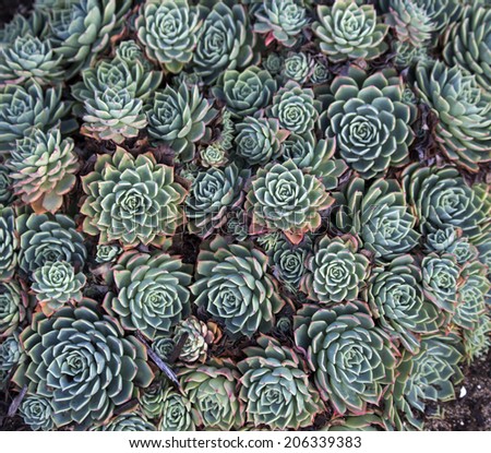 Dainty succulents with thick skin or protective coating that actually seals in moisture and minimizes evaporation create delightful textured  garden plants for dry situations.