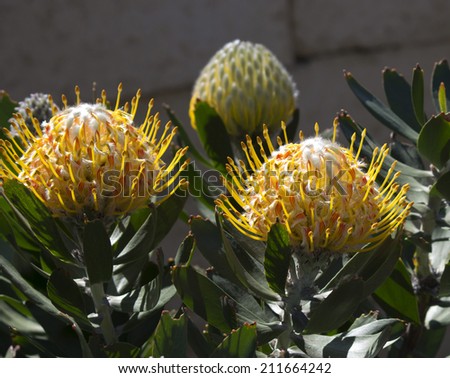 Stunning ornamental  long lasting flowers of Protea species blooming in late winter   attract bees and native birds to the garden.