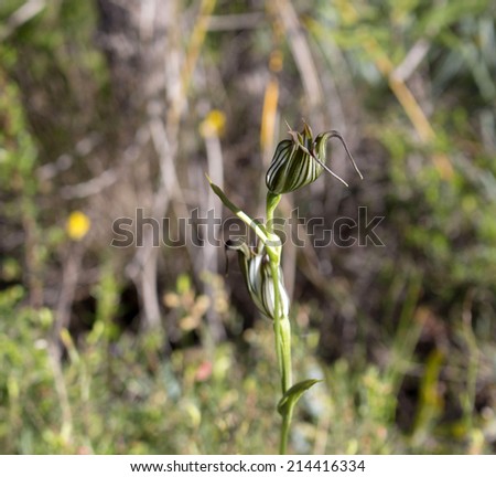 Rare greenhood orchid Pterostylis  a terrestrial deciduous genus with  green flowers the dorsal sepal forming a \
