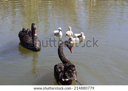 Beautiful West Australian black swan cygnus atratus  parents  with four  young cygnets just hatched swimming in the  waters of Big Swamp  Bunbury Western Australia on a  cloudy afternoon  in spring.