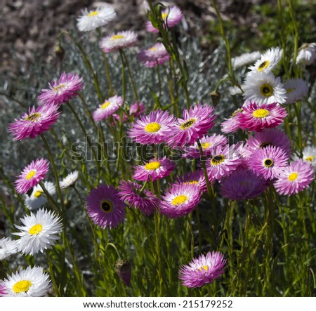 A pretty clump of decorative  Australian pink and white  Everlastings or Paper Daisies a species in a group of genera Xerochrysum  family Asteraceae will last for many months in a dry vase.