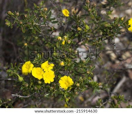 Golden Guinea flower Hibbertia scandens a genus of trees, shrubs, trailing shrubs and climbers of the family Dilleniaceae  in bloom in Crooked Brook wildflower reserve Western Australia  in spring.