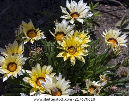 Bright yellow   and cream gazania flowers brighten up the street verges on a sunny afternoon in early spring with cheerful sunny blooms.