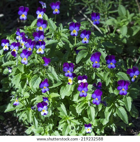 Pretty little Johnny Jump Ups or violas with sweet whiskered faces are  contrasted against the green leaves