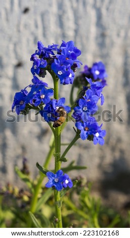 Brilliant sky blue flowers of Myosotis a genus of flowering plants in the family Boraginaceae Forget-Me-Nots blooming in autumn are a beautiful colorful  nostalgic addition to the garden landscape.