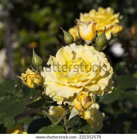 Romantic spectacular  yellow  fading to a creamy white  double  floribunda  roses   blooming in early spring  adding fragrance and color to the garden landscape are a  delight  to behold