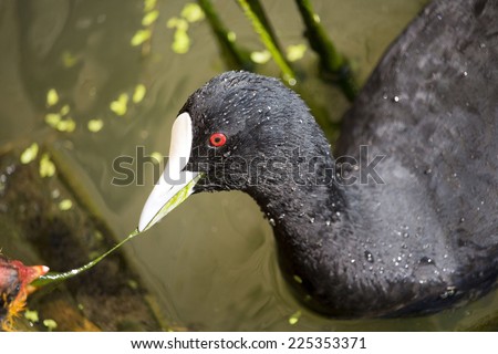 A black  Eurasian Coot (Fulica atra) hen feeding its newly hatched  bald headed fluffy chick with green plants  retrieved from the bottom of the lake on a sunny spring afternoon.