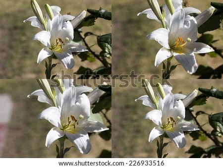 Stunning collage of Lilium candidum  Madonna Lily  a plant in the genus Lilium,  true lilies flowering in late spring is a decorative addition to the garden landscape and a long lasting cut flower.