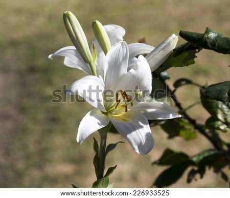 Lilium candidum  Madonna Lily  a plant in the genus Lilium, one of the true lilies flowering in late spring is a decorative addition to the garden landscape and a long lasting cut flower.