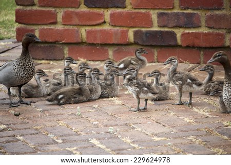 Australian brown wood duck chenonetta jubata with ducklings resting on the  clay brick paved driveway  near the lake in Big Swamp Bunbury Western Australia on a sunny afternoon  in late spring.