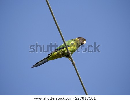 A brightly  feathered Australian Ringneck (Barnardius zonarius)  a parrot native to Australia perches on a suburban power line on a sunny afternoon in late spring.