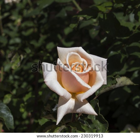 Glorious blooms of a classic   hybrid tea creamy pale  pink  rose  add sweet fragrance to the urban landscape  and is a romantic symbol  world wide for  ardent valentines.
