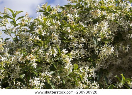 Beautiful white scented blooms of jasmine species  contrasted against green leaves adds delightful perfume to the garden  in spring.