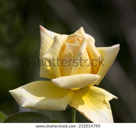 Romantic yellow  exhibition  hybrid tea rose  cultivar  Amatso Otome    blooming in late spring   adding fragrance and color to the garden is a world favourite with spicy fragrance and perfect form.