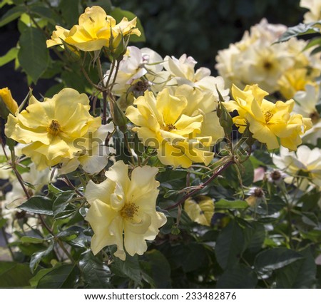 Beautiful romantic spectacular  yellow  double  floribunda  roses   blooming in early spring fully blown  adding fragrance and color to the garden landscape are a  delight  to behold.