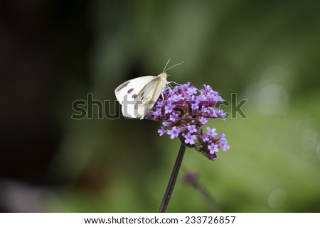 A white Cabbage Moth  a common Palearctic moth of the family Noctuidae feeding on a small purple  flower head of perennial verbena Verbena bonariensis  on a cloudy afternoon in late spring.