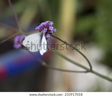 A white Cabbage Moth  a common Palearctic moth of the family Noctuidae feeding on a small purple  flower head of perennial verbena Verbena bonariensis  on a cloudy afternoon in late spring.
