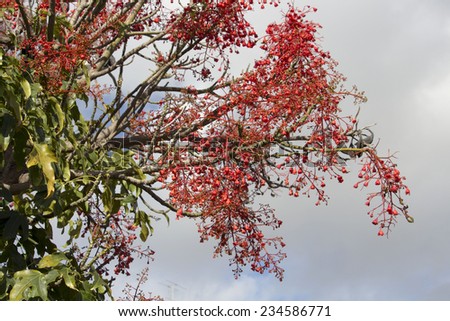 The Australian Brachychiton acerifolius, commonly known as the Illawarra Flame Tree, flowering in summer on a bare leafless tree is a glorious sight with its bright  red bell shaped blooms.