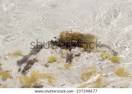 Delicate fronds of seaweed swaying  beneath the clear water as the tide ebbs out at Hutt\'s Beach near Bunbury Western Australia on a sunny early summer afternoon.